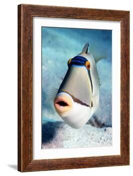 Arabian Picasso Triggerfish-Georgette Douwma-Framed Photographic Print