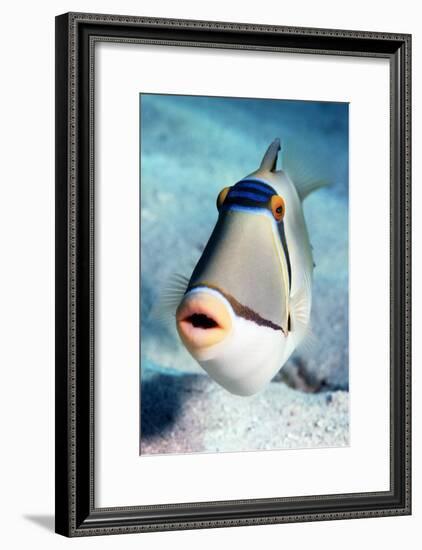 Arabian Picasso Triggerfish-Georgette Douwma-Framed Photographic Print