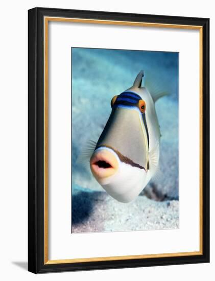 Arabian Picasso Triggerfish-Georgette Douwma-Framed Photographic Print