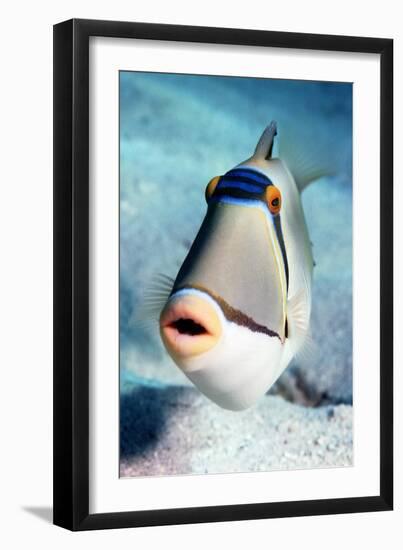 Arabian Picasso Triggerfish-Georgette Douwma-Framed Photographic Print