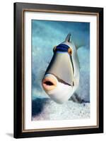 Arabian Picasso Triggerfish-Georgette Douwma-Framed Photographic Print
