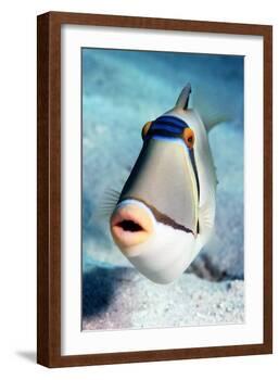 Arabian Picasso Triggerfish-Georgette Douwma-Framed Photographic Print