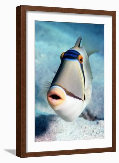 Arabian Picasso Triggerfish-Georgette Douwma-Framed Photographic Print