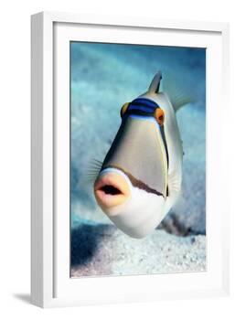 Arabian Picasso Triggerfish-Georgette Douwma-Framed Photographic Print