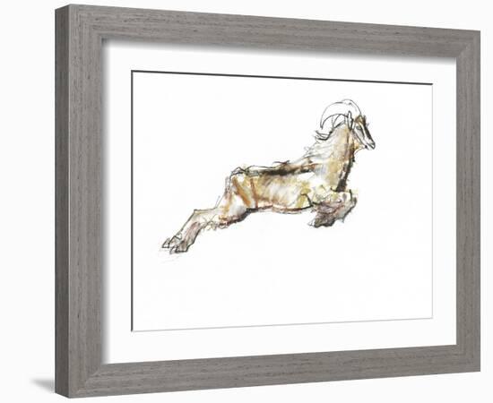 Arabian Tahr, 2009-Mark Adlington-Framed Giclee Print