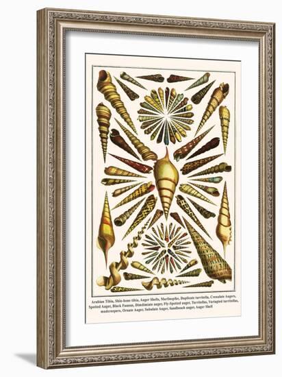 Arabian Tibia, Shin-Bone Tibia, Auger Shells, Marlinspike, Duplicate Turritella, etc.-Albertus Seba-Framed Art Print