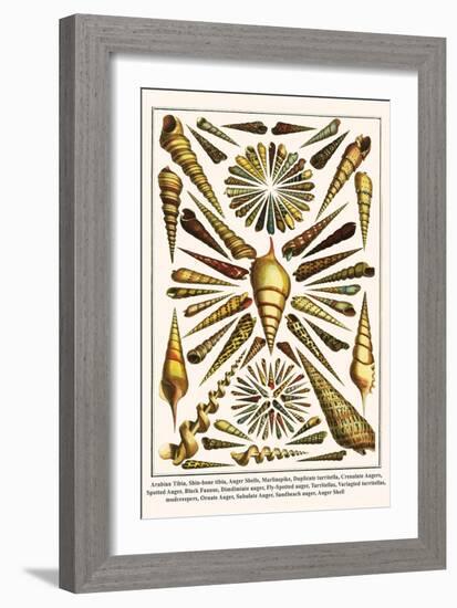 Arabian Tibia, Shin-Bone Tibia, Auger Shells, Marlinspike, Duplicate Turritella, etc.-Albertus Seba-Framed Art Print