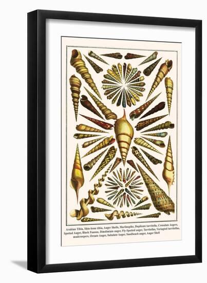 Arabian Tibia, Shin-Bone Tibia, Auger Shells, Marlinspike, Duplicate Turritella, etc.-Albertus Seba-Framed Art Print