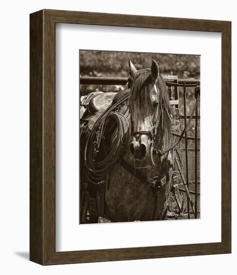 Arabian Working Cow Horse-Barry Hart-Framed Art Print