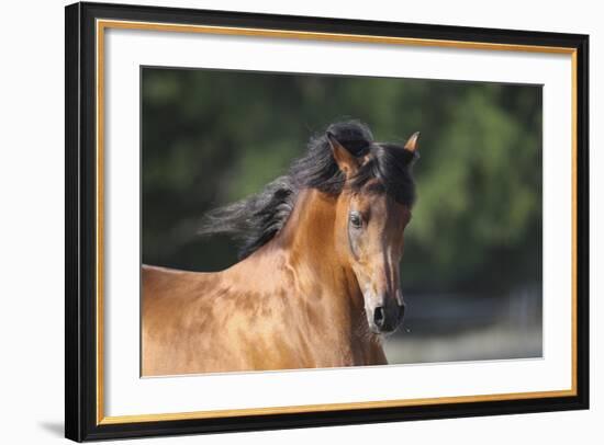 Arabians 001-Bob Langrish-Framed Photographic Print