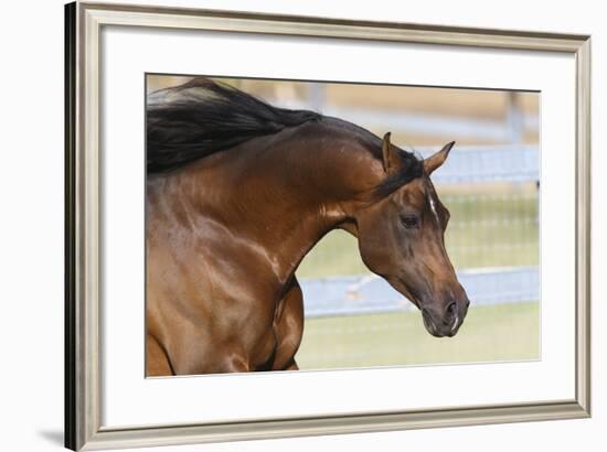 Arabians 006-Bob Langrish-Framed Photographic Print