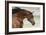 Arabians 006-Bob Langrish-Framed Photographic Print