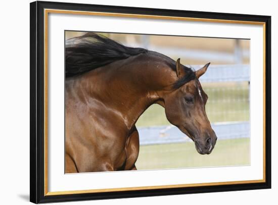 Arabians 006-Bob Langrish-Framed Photographic Print