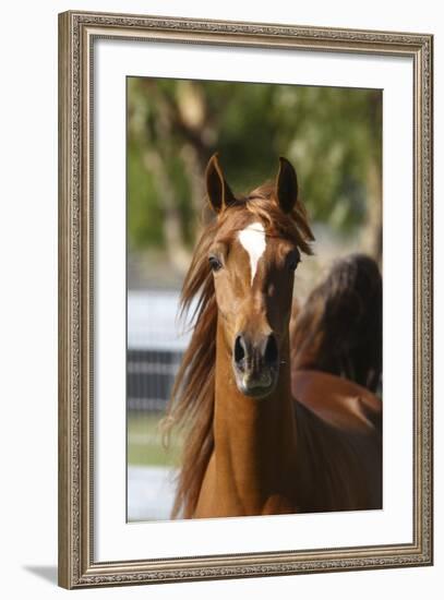 Arabians 018-Bob Langrish-Framed Photographic Print