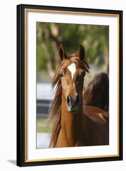 Arabians 018-Bob Langrish-Framed Photographic Print