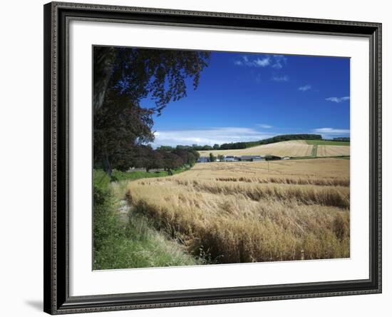 Arable Crops by the South Downs Way, Near Buriton, Hampshire, England, United Kingdom, Europe-Rob Cousins-Framed Photographic Print