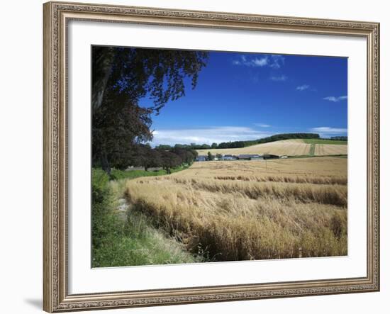 Arable Crops by the South Downs Way, Near Buriton, Hampshire, England, United Kingdom, Europe-Rob Cousins-Framed Photographic Print