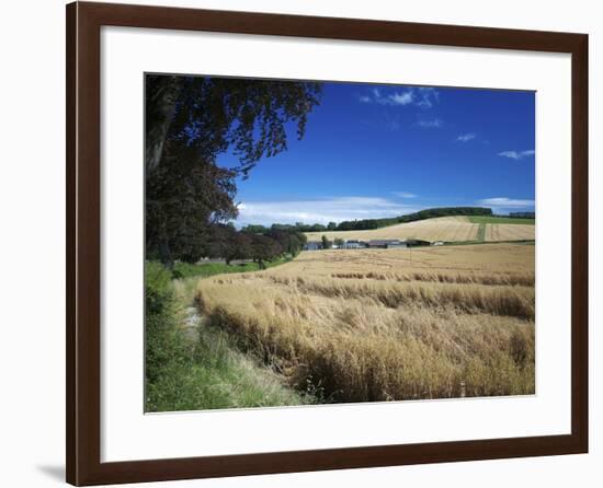 Arable Crops by the South Downs Way, Near Buriton, Hampshire, England, United Kingdom, Europe-Rob Cousins-Framed Photographic Print