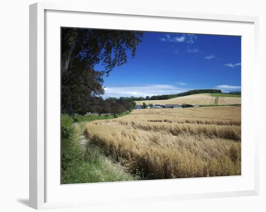 Arable Crops by the South Downs Way, Near Buriton, Hampshire, England, United Kingdom, Europe-Rob Cousins-Framed Photographic Print