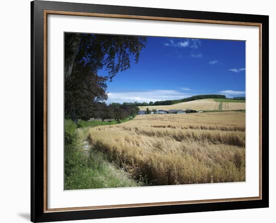 Arable Crops by the South Downs Way, Near Buriton, Hampshire, England, United Kingdom, Europe-Rob Cousins-Framed Photographic Print