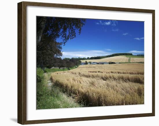 Arable Crops by the South Downs Way, Near Buriton, Hampshire, England, United Kingdom, Europe-Rob Cousins-Framed Photographic Print