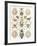 Arachnid Organisms, Artwork-null-Framed Photographic Print