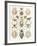 Arachnid Organisms, Artwork-null-Framed Photographic Print