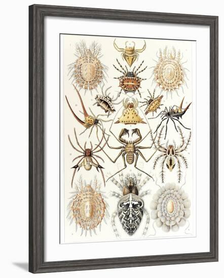 Arachnid Organisms, Artwork-null-Framed Photographic Print