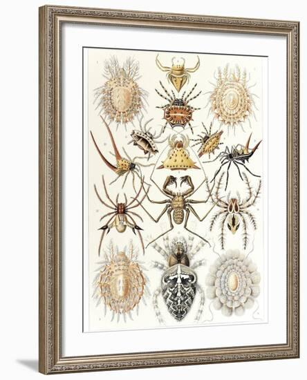 Arachnid Organisms, Artwork-null-Framed Photographic Print