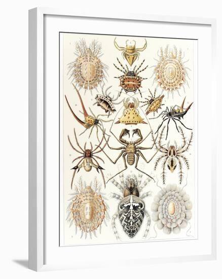 Arachnid Organisms, Artwork-null-Framed Photographic Print