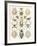 Arachnid Organisms, Artwork-null-Framed Photographic Print