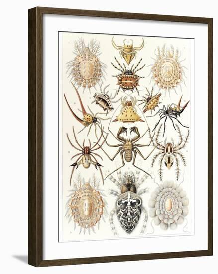 Arachnid Organisms, Artwork-null-Framed Photographic Print