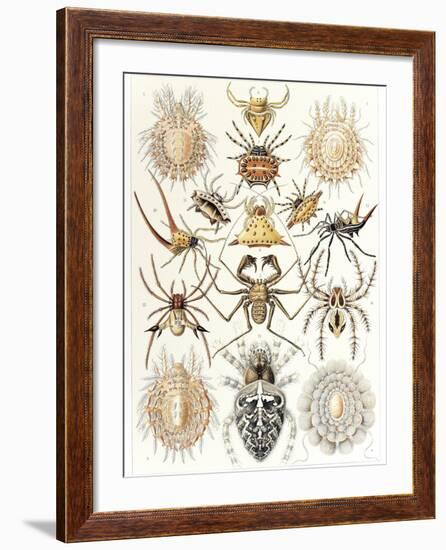 Arachnid Organisms, Artwork-null-Framed Photographic Print