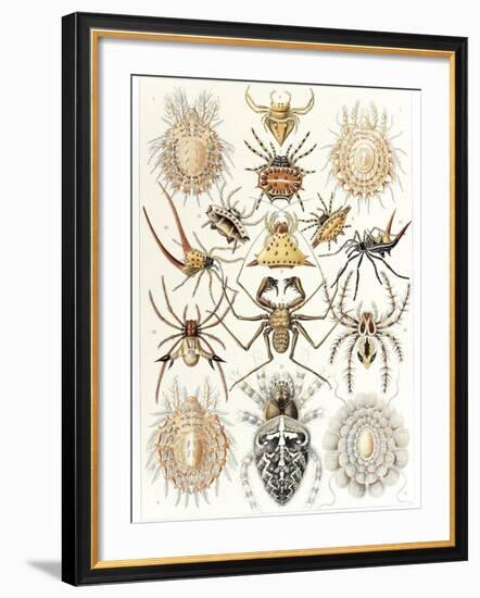 Arachnid Organisms, Artwork-null-Framed Photographic Print