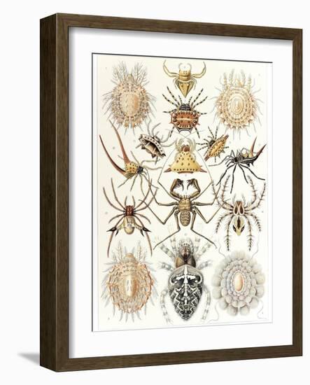 Arachnid Organisms, Artwork-null-Framed Photographic Print