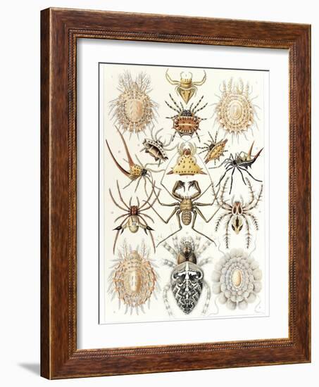 Arachnid Organisms, Artwork-null-Framed Photographic Print