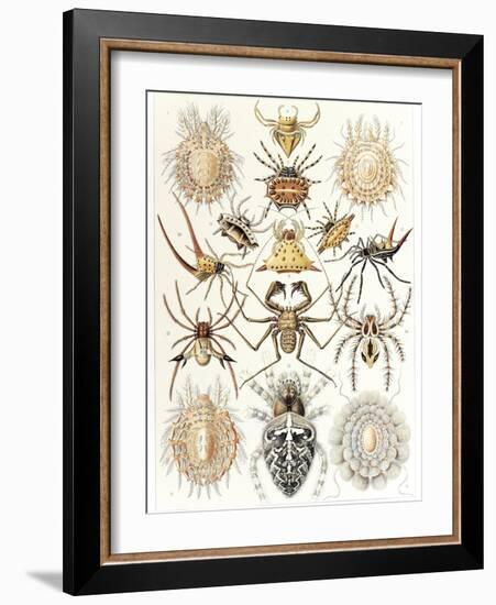 Arachnid Organisms, Artwork-null-Framed Photographic Print