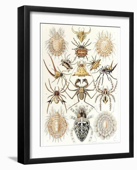 Arachnid Organisms, Artwork-null-Framed Photographic Print