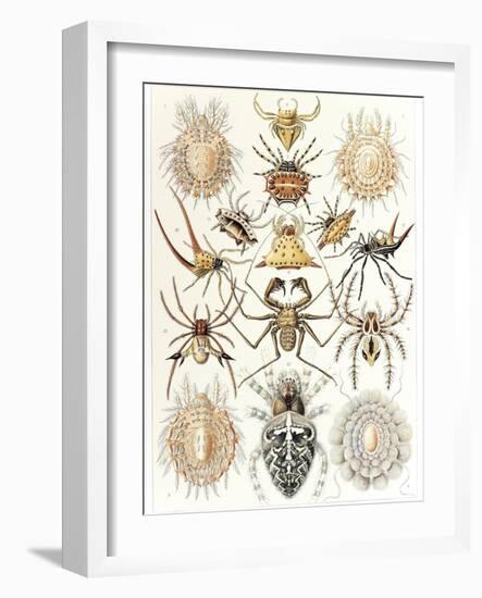 Arachnid Organisms, Artwork-null-Framed Photographic Print