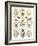 Arachnid Organisms, Artwork-null-Framed Photographic Print