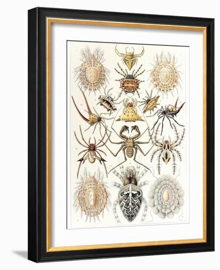 Arachnid Organisms, Artwork-null-Framed Photographic Print