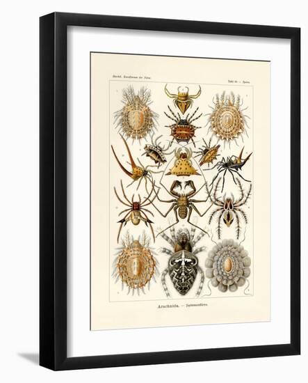 Arachnida, 1899-1904-null-Framed Giclee Print