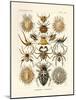 Arachnida, 1899-1904-null-Mounted Giclee Print