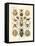 Arachnida, 1899-1904-null-Framed Premier Image Canvas