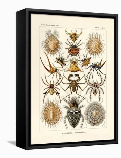 Arachnida, 1899-1904-null-Framed Premier Image Canvas