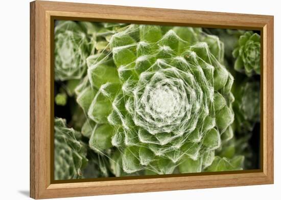 Arachnoideum Succulent I-Erin Berzel-Framed Premier Image Canvas