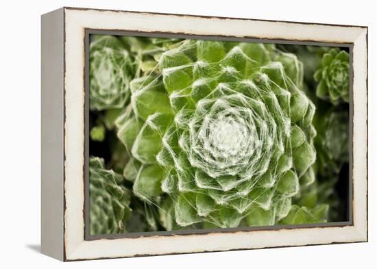 Arachnoideum Succulent I-Erin Berzel-Framed Premier Image Canvas