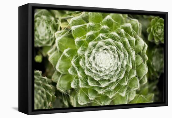 Arachnoideum Succulent I-Erin Berzel-Framed Premier Image Canvas