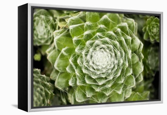 Arachnoideum Succulent I-Erin Berzel-Framed Premier Image Canvas