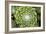 Arachnoideum Succulent I-Erin Berzel-Framed Photographic Print